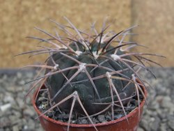 Gymnocalycium spegazzinii VS 120 Capillitas, květináč 5,5 cm - 12409712