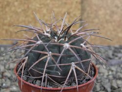 Gymnocalycium spegazzinii VS 120 Capillitas, květináč 5,5 cm - 12409714