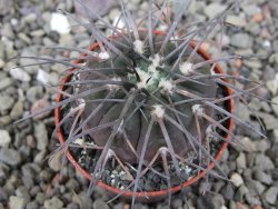 Gymnocalycium spegazzinii VS 120 Capillitas, květináč 5,5 cm - 12411378