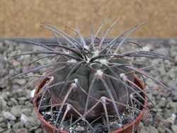 Gymnocalycium spegazzinii VS 120 Capillitas, květináč 5,5 cm - 12411379