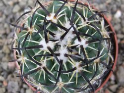 Coryphantha tripugionacantha PP1012 Tepetatita Zac. pot 6,5 cm - 12409717