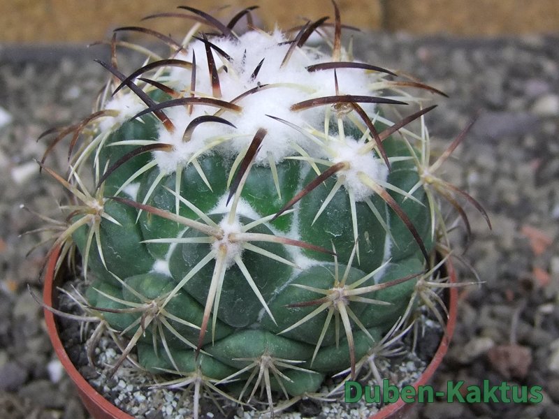 Coryphantha tripugionacantha PP1012 Tepetatita Zac. pot 6,5 cm - 12409723