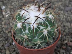 Coryphantha tripugionacantha PP1012 Tepetatita Zac. pot 6,5 cm - 12409720