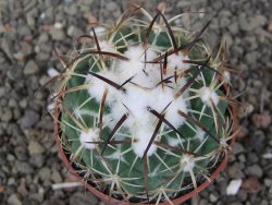 Coryphantha tripugionacantha PP1012 Tepetatita Zac. pot 6,5 cm - 12409721