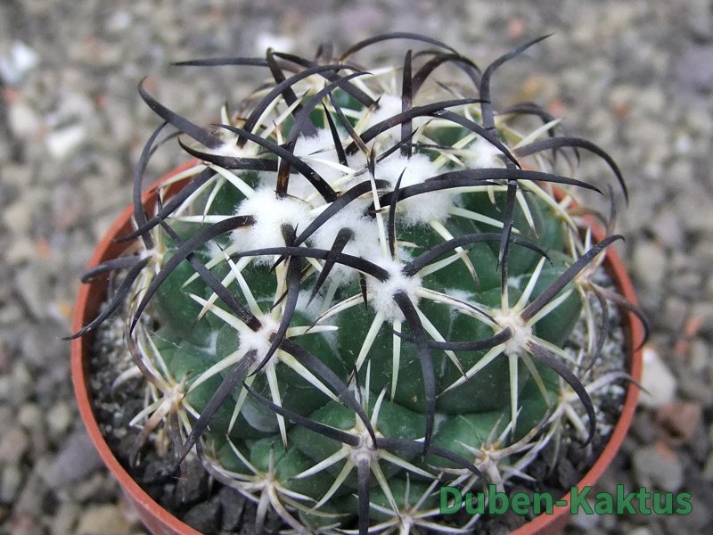 Coryphantha tripugionacantha PP1012 Tepetatita Zac. pot 6,5 cm Coryphantha tripugionacantha PP1012 Tepetatita Zac. pot 6,5 cm
