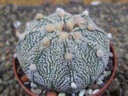 Astrophytum Z Jasenné pot 6,5 cm - 12409749