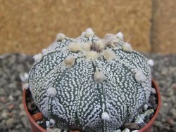 Astrophytum Z Jasenné pot 6,5 cm - 12409750