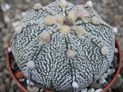 Astrophytum Z Jasenné pot 6,5 cm - 12409752