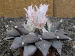 Ariocarpus furfuraceus 9 cm - 12409755