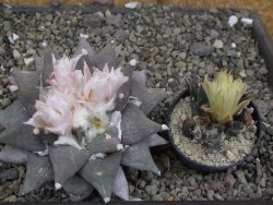 Ariocarpus furfuraceus 9 cm - 12409758