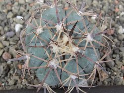 Echinocactus horizonthalonius, pot 5,5 cm - 12409770