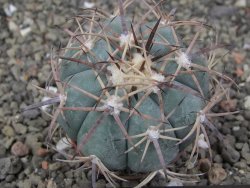 Echinocactus horizonthalonius, pot 5,5 cm - 12409771