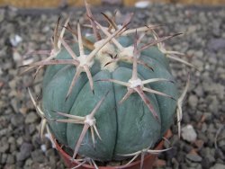 Echinocactus horizonthalonius, pot 5,5 cm - 12409774