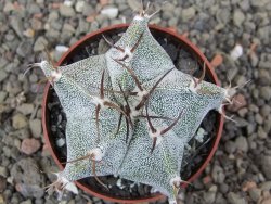 Astrophytum Onzuko X ornatum květináč 6,5 cm - 12409782