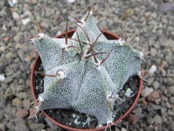 Astrophytum Onzuko X ornatum květináč 6,5 cm - 12409783