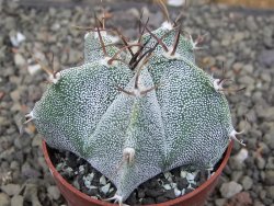 Astrophytum Onzuko X ornatum květináč 6,5 cm - 12409785