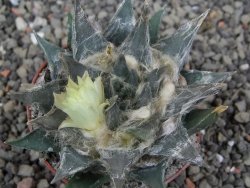 Ariocarpus trigonus minor, pot 7 cm - 12409797