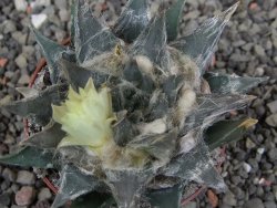 Ariocarpus trigonus minor, pot 7 cm - 12409798