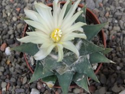 Ariocarpus trigonus minor, pot 7 cm - 12409801