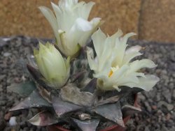 Ariocarpus trigonus minor, pot 7 cm - 12409807