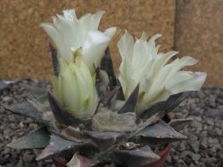 Ariocarpus trigonus minor, pot 7 cm - 12409810