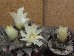 Ariocarpus trigonus minor, pot 7 cm - 12409814