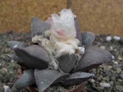 Ariocarpus retusus, pot 5,5 cm cites IA - 12409816