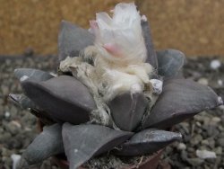 Ariocarpus retusus, pot 5,5 cm cites IA - 12409818