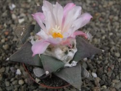 Ariocarpus retusus, pot 5,5 cm cites IA