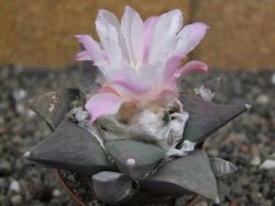 Ariocarpus retusus, pot 5,5 cm cites IA - 12409822