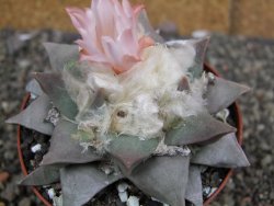 Ariocarpus retusus, pot 9 cm cites IA