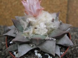 Ariocarpus retusus, pot 9 cm cites IA - 12409825