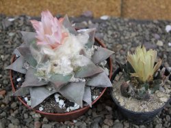 Ariocarpus retusus, pot 9 cm cites IA - 12409828