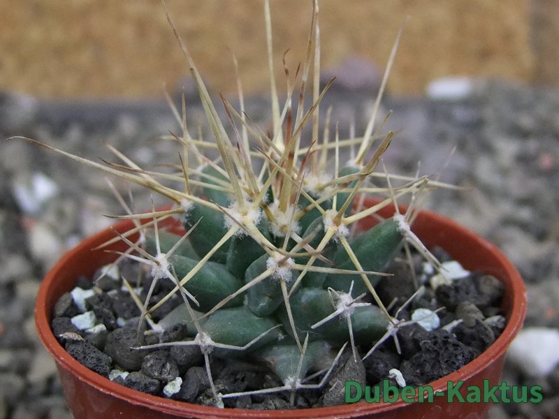 Ferobergia semenáč, pot 5,5 cm - 12409831