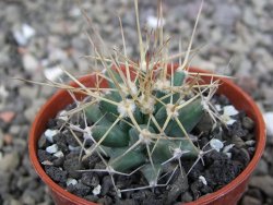 Ferobergia semenáč, pot 5,5 cm - 12409829