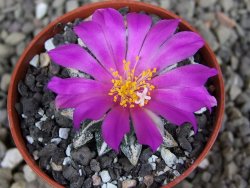 Ariocarpus kotschoubeyanus elephantidens Vista Hermosa pot 5,5 cm - 12409837