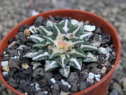 Ariocarpus kotschoubeyanus elephantidens Vista Hermosa pot 5,5 cm - 12409840