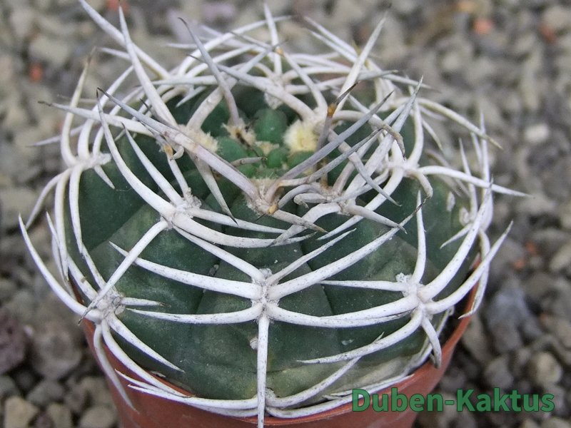 Gymnocalycium pugionacanthum VS52 Anillaco pot 5,5 cm - 12409849