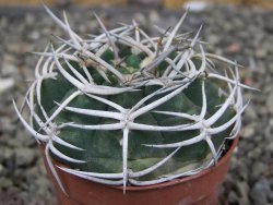 Gymnocalycium pugionacanthum VS52 Anillaco pot 5,5 cm - 12409848