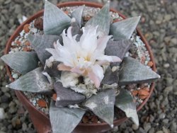 Ariocarpus retusus SB 68, 9 cm, cites IA - 12409851