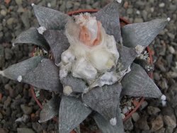Ariocarpus retusus SB 68, 8 cm, cites IA - 12409861