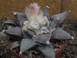 Ariocarpus retusus SB 68, 8 cm, cites IA - 12409863