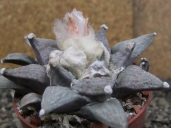 Ariocarpus retusus SB 68, 8 cm, cites IA - 12409865