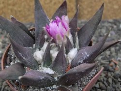 Ariocarpus confusus LH 471 La Escondida, pot 6,5 cm Cites IA