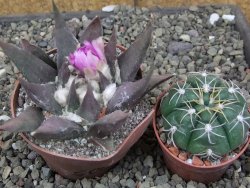 Ariocarpus confusus LH 471 La Escondida, pot 6,5 cm Cites IA - 12409873