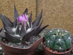 Ariocarpus confusus LH 471 La Escondida, pot 6,5 cm Cites IA - 12409874