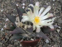Ariocarpus confusus - trigonus, pot 6,5 cm Cites IA