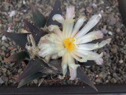 Ariocarpus confusus - trigonus, pot 6,5 cm Cites IA - 12409878