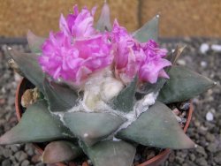 Ariocarpus confusus PP 420 Aramberi NL 10 cm Cites IA - 12409882