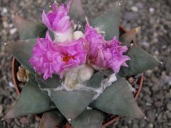 Ariocarpus confusus PP 420 Aramberi NL 10 cm Cites IA - 12409883